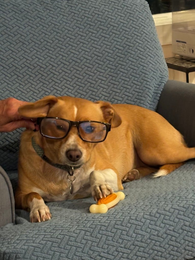 Hospitality Hound Ziti, is owned by Chef Polly Lappetito