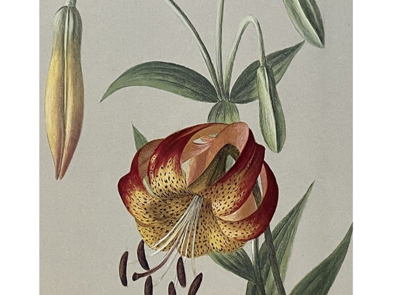 Sophie Alstrom Mitchell wildflower art. Napa Valley Museum photo