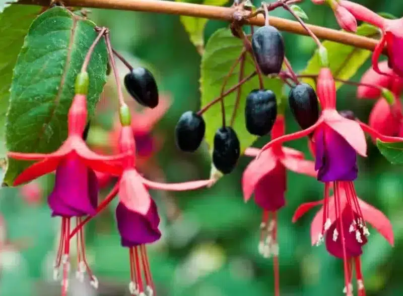 Fuschia blooms and berries. Richard Jackson Garden photo